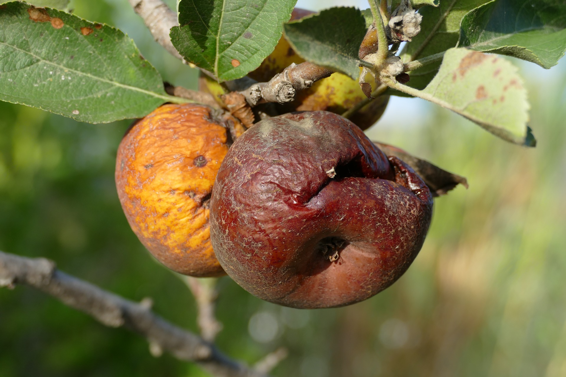 Rotte appels in de landbouw